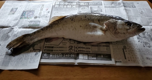 シーバスの釣果