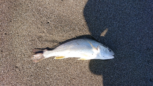 イシモチの釣果