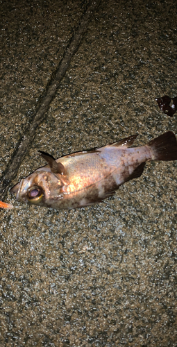 アカメバルの釣果