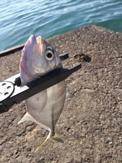 メッキの釣果