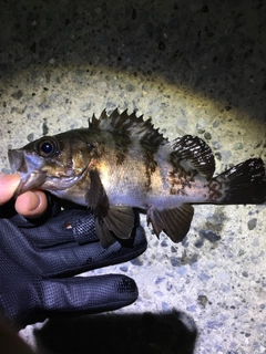 メバルの釣果