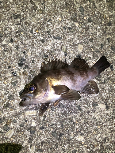 クロメバルの釣果