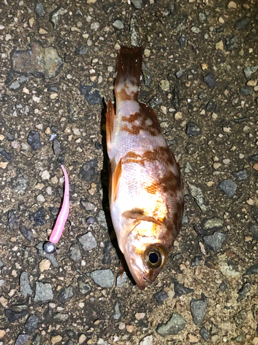 クロメバルの釣果