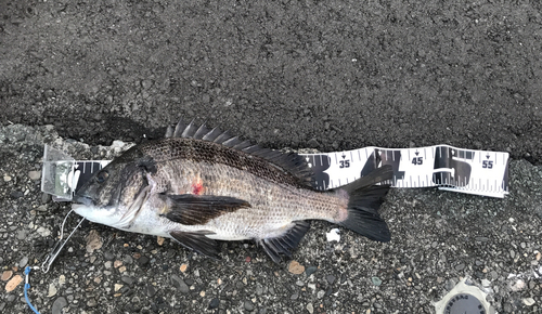 クロダイの釣果