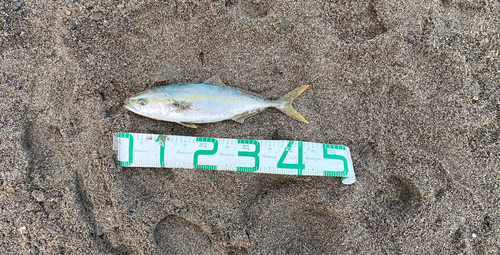 イナダの釣果