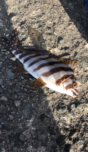 タカノハダイの釣果