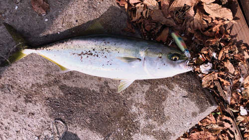 ハマチの釣果