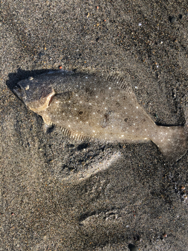 ヒラメの釣果