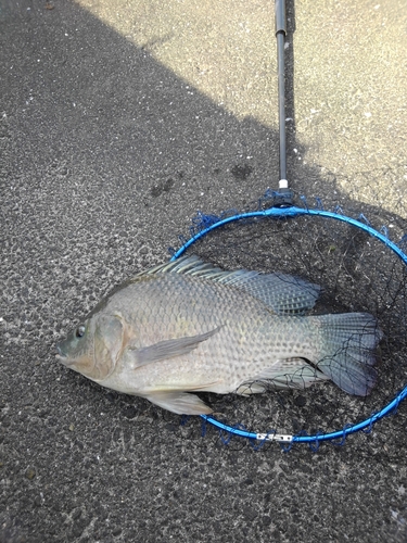 ナイルティラピアの釣果