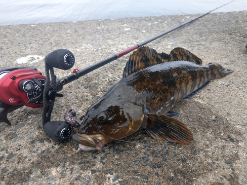 アイナメの釣果