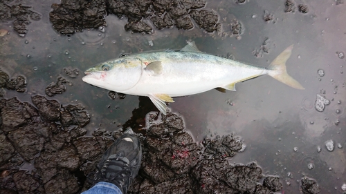 ブリの釣果