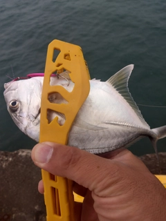 ロウニンアジの釣果