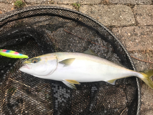 ハマチの釣果