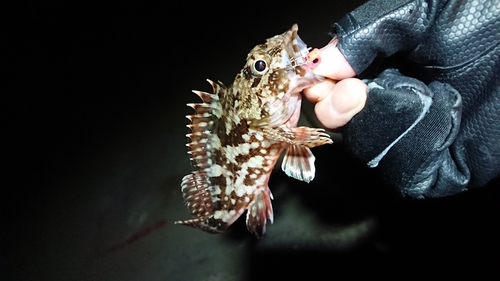 アラカブの釣果