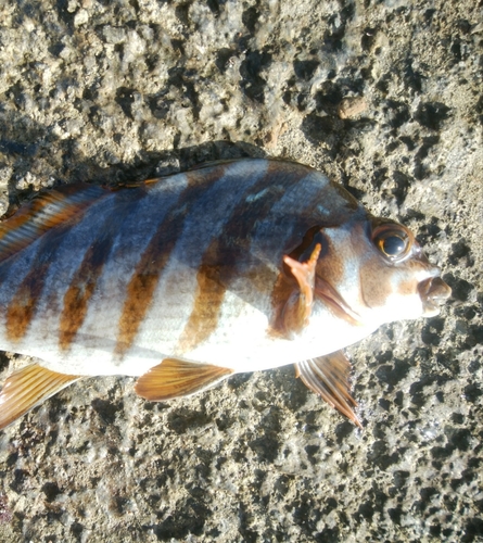 タカノハダイの釣果