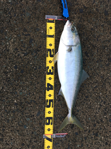 メジロの釣果