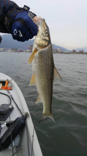 ニゴイの釣果