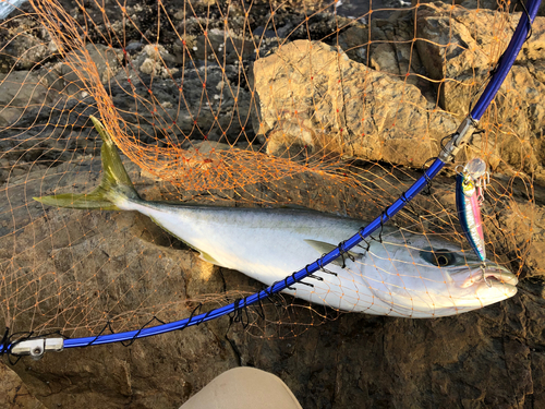 メジロの釣果