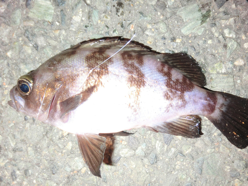 メバルの釣果