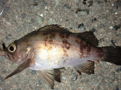 メバルの釣果