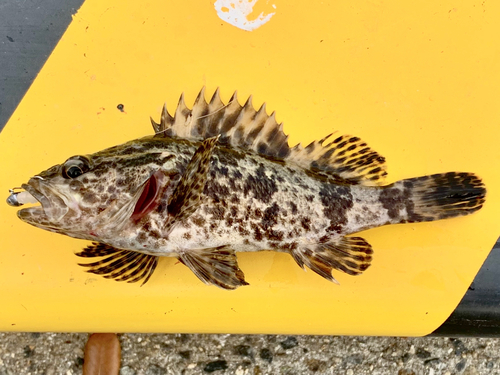 タケノコメバルの釣果