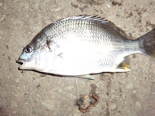 メイタの釣果