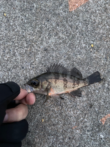 キンメバルの釣果