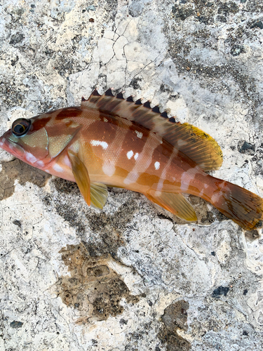 カサゴの釣果