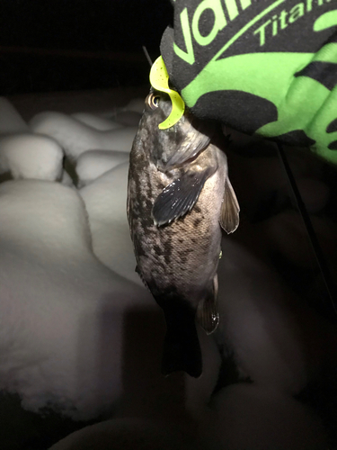 マゾイの釣果