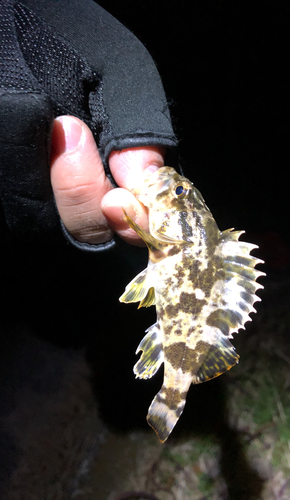 タケノコメバルの釣果