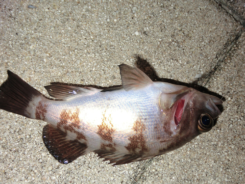 メバルの釣果