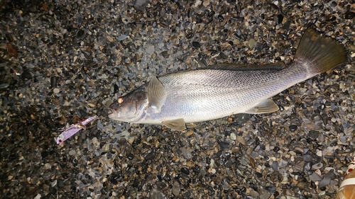 ニベの釣果