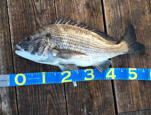 クロダイの釣果