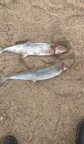 サゴシの釣果