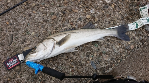 スズキの釣果