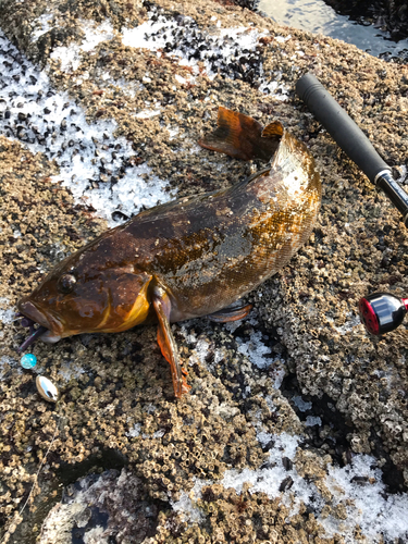 アイナメの釣果