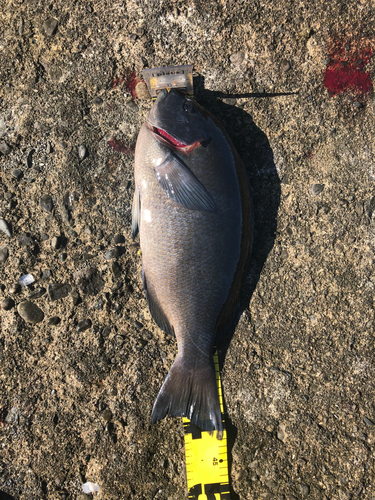 クチブトグレの釣果