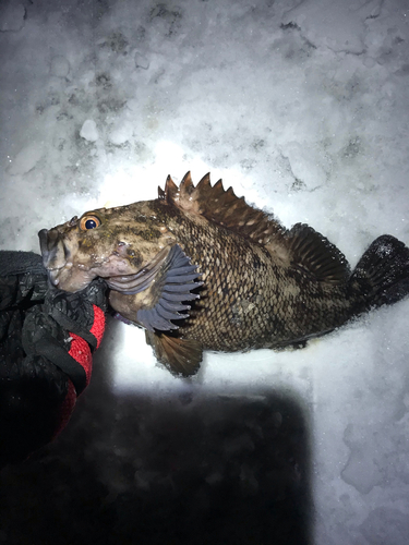 オウゴンムラソイの釣果