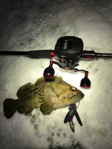 シマソイの釣果