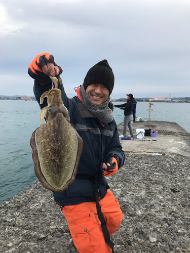 スミイカの釣果