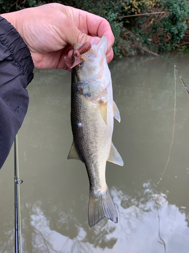 ラージマウスバスの釣果