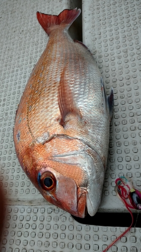 マダイの釣果