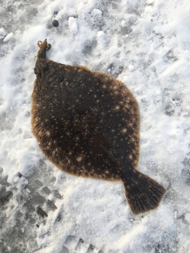 カレイの釣果