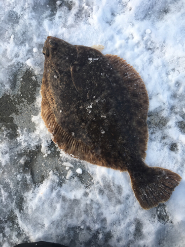 カレイの釣果