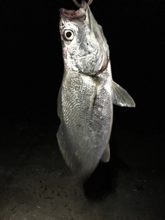 ニベの釣果