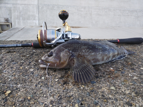 アイナメの釣果