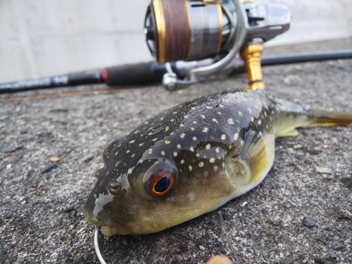 フグの釣果