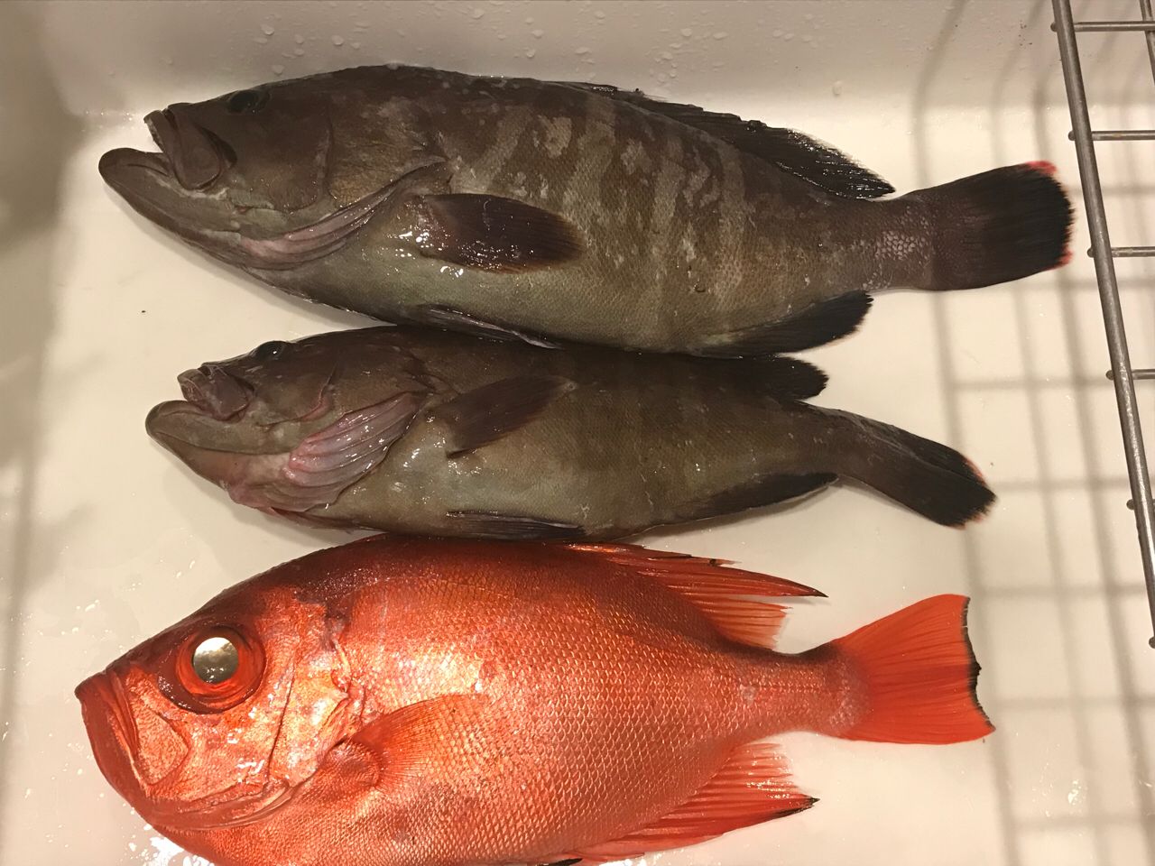 マハタ