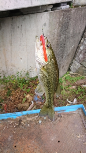 ラージマウスバスの釣果