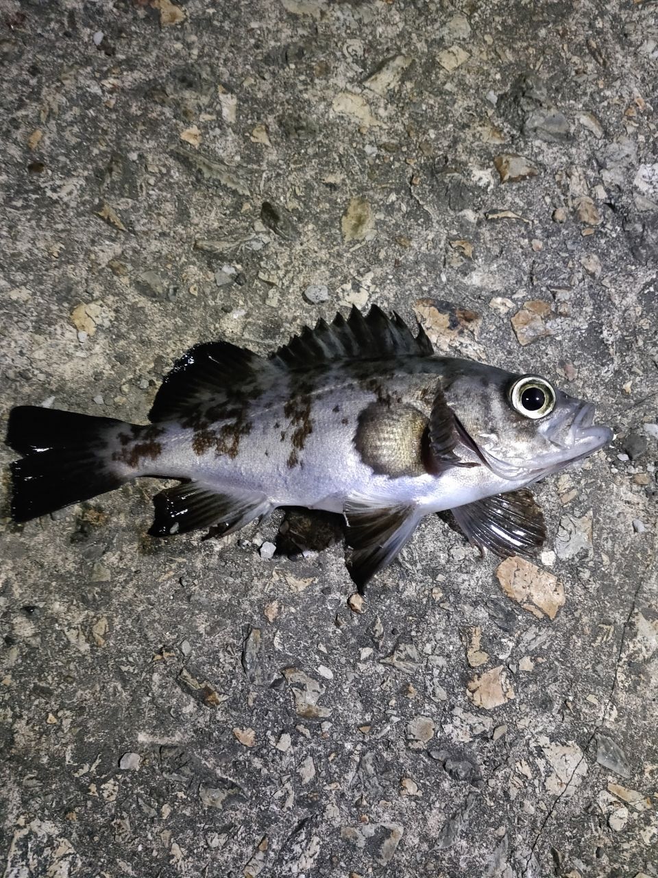 メバル